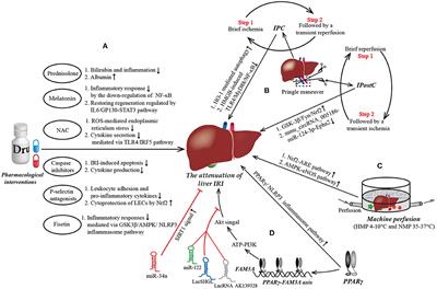 Novel Targets and Therapeutic Strategies to Protect Against Hepatic Ischemia Reperfusion Injury